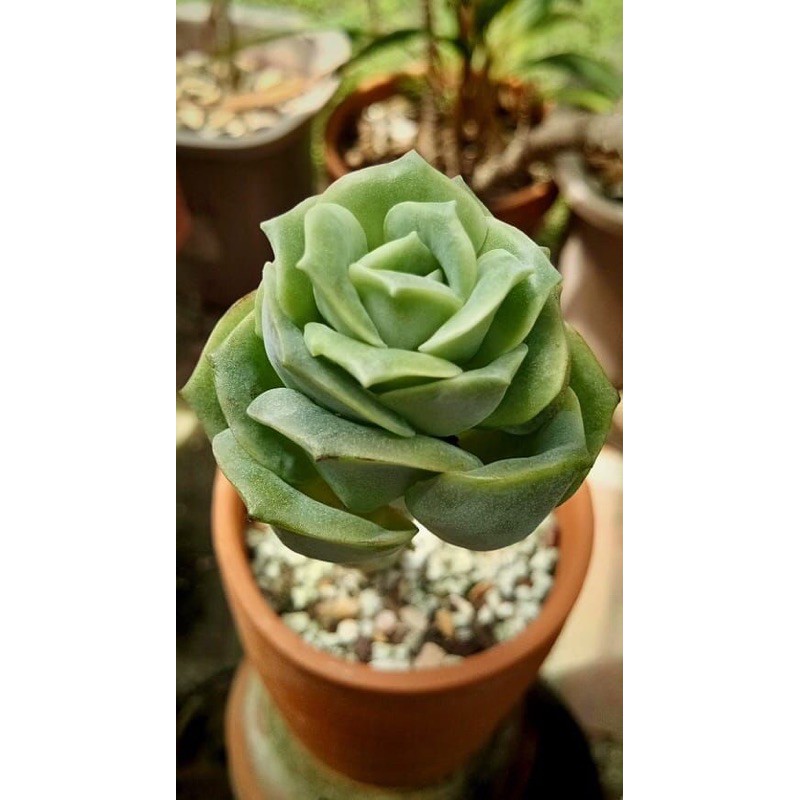 (GRAPTOVERIA LOVELY ROSE) SEN ĐÁ HOA HỒNG BÔNG TO MẬP