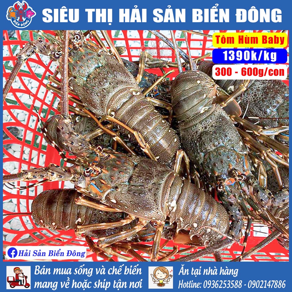 TÔM HÙM BABY sống đang bơi loại 300g - 600 g/con, sản phẩm của Hải Sản Biển Đông ở Hà Nội