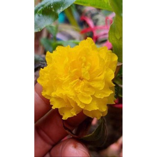 Hoa mai cúc Vạn Thọ _cây ghép chuẩn
