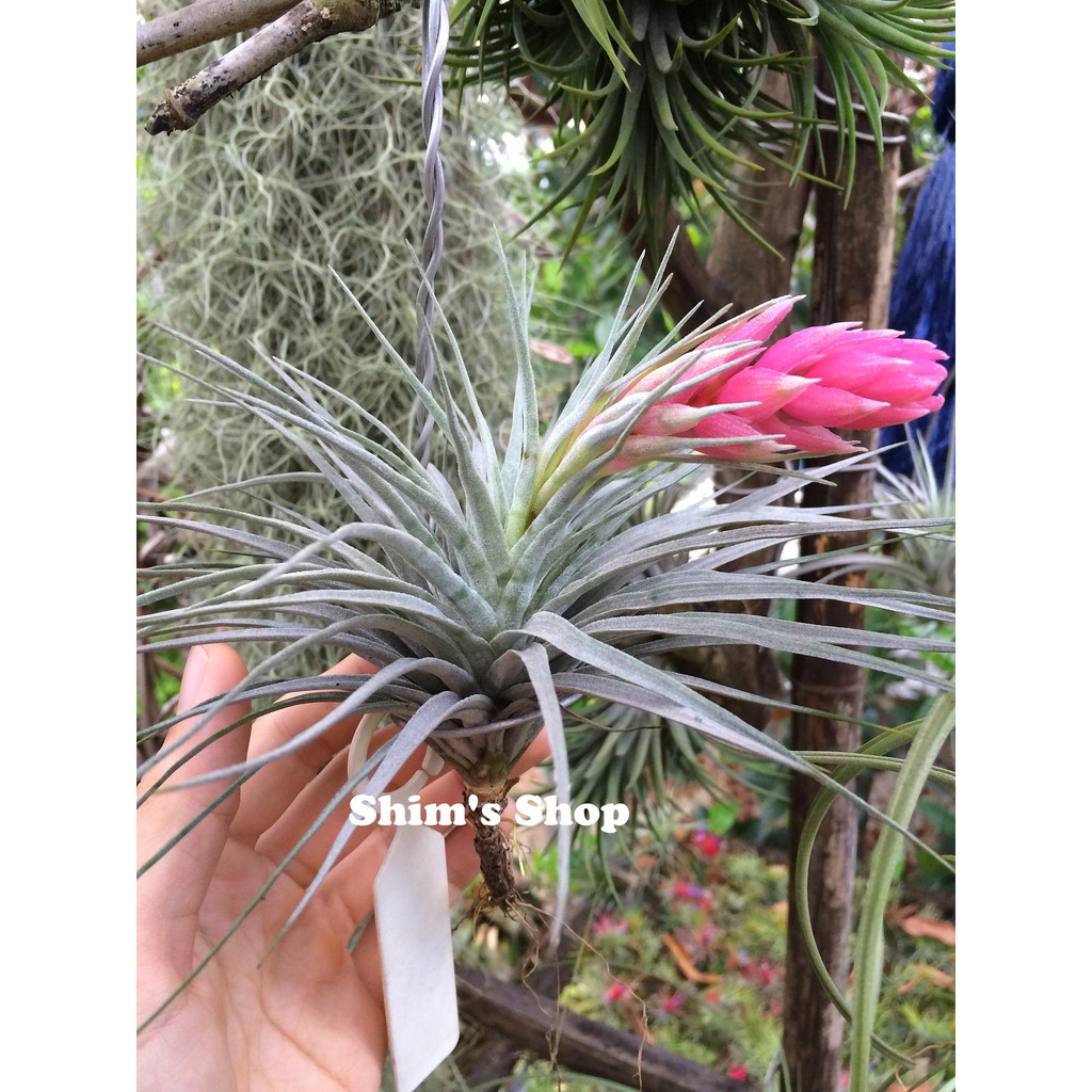 Cây Không Khí Cotton Candy (Stricta snow) - tặng móc treo