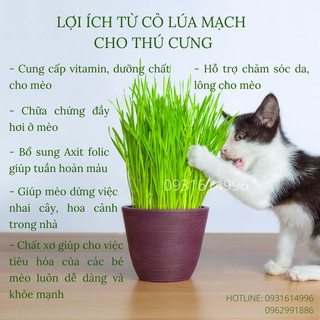 0.5KG CỎ LÚA MẠCH NHẬP KHẨU ÚC - DATE MỚI