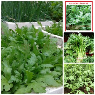 Hạt giống rau cải cúc tẻ - 20gr