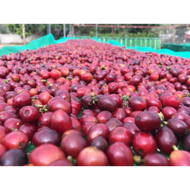 Cà phê hạt nhân xanh chưa rang arabica Sơn La natural 1 kg