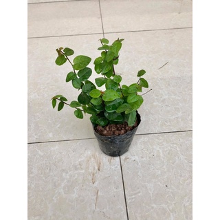 Cây thằn lằn - cây vảy ốc (ảnh thật)..