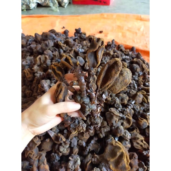 Nấm ngọc cẩu khô