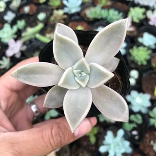 Sen đá đá ma size 4cm (dễ trồng, full nắng mưa)