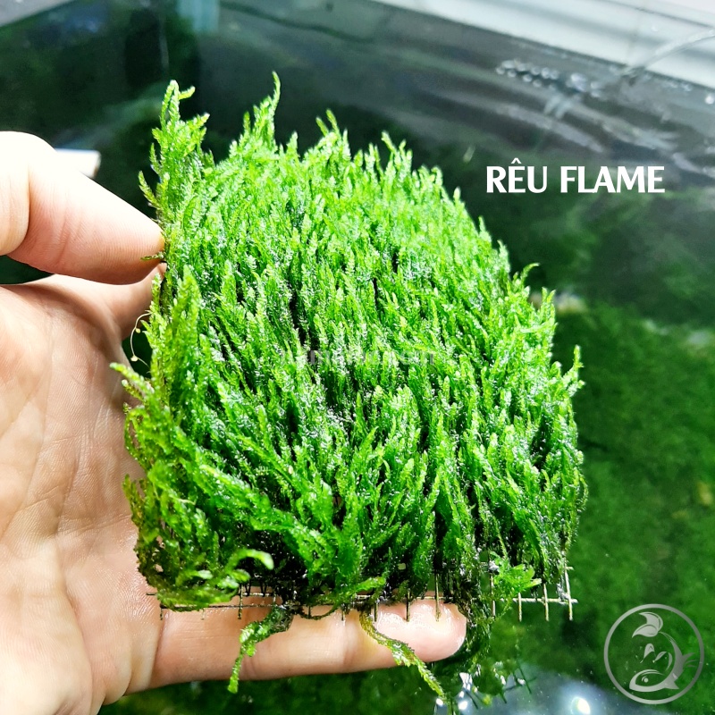 Rêu Flame - Rêu lửa | Dòng rêu thuỷ sinh đẹp, dễ trồng