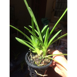 Hoa lan kiếm Hoàng Yến