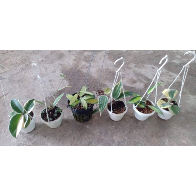 Combo 6 cây cẩm cù lá biên đẹp