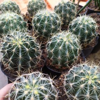 Hamato size lớn 7-8cm