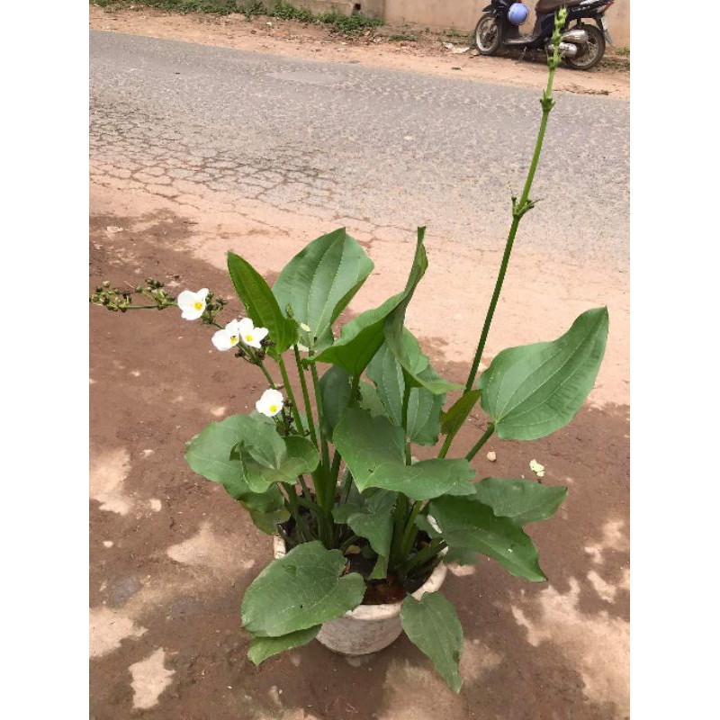 Cây  bách thủy  tiên