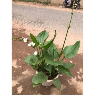 Cây  bách thủy  tiên