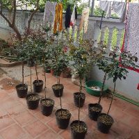 Combo 2 cây hoa hồng tree thân gỗ