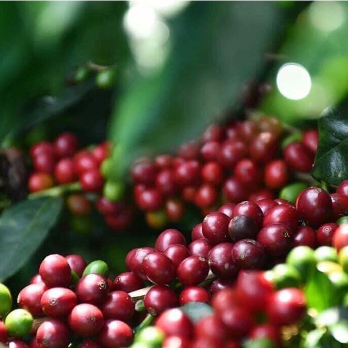 Cà Phê hái Trái chín, Rang mộc Nguyên Chất Gu Đậm Mạnh 500gr