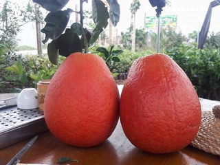 combo 5 cây giống bưởi đỏ luận văn (bưởi tiến vua)