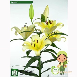 củ hoa ly thơm màu vàng size to