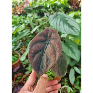 cây giống Alocasia cuprea