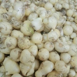 Củ Nén( củ hành tăm)