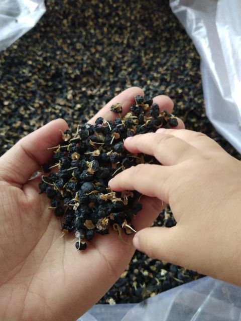 100G HẮC KỲ TỬ TÂY TẠNG