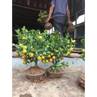 Cây quất giống quất bát
