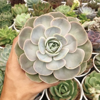 Sen đá Lola Hồng size trung 10-12cm siêu rẻ đẹp