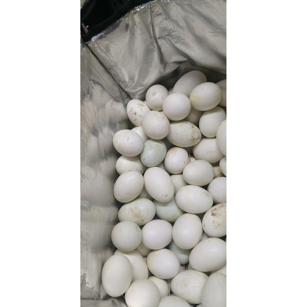 trứng vịt lộn