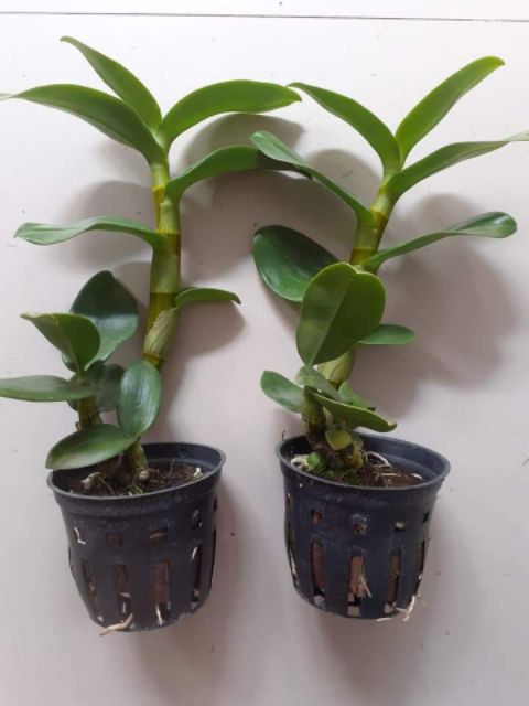Lan Denro nắng lưỡi bò tím