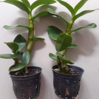 Lan Denro nắng lưỡi bò tím