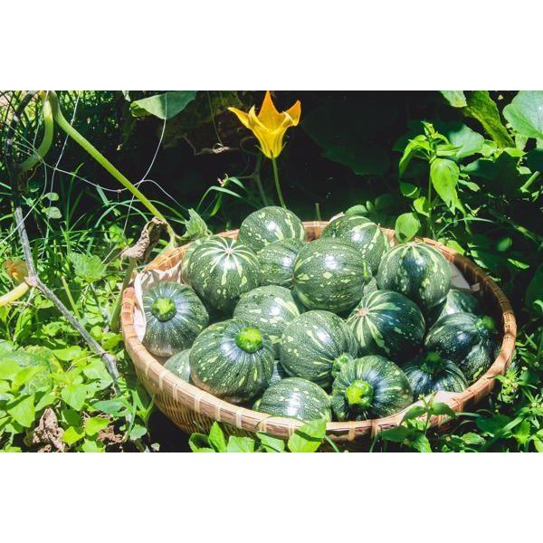 HẠT BÍ ĂN NON F1 - GÓI 2 GRAM