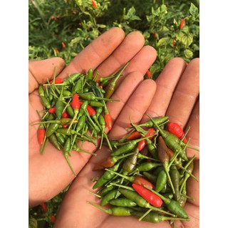 Gói 0.4g hạt giống ớt xiêm