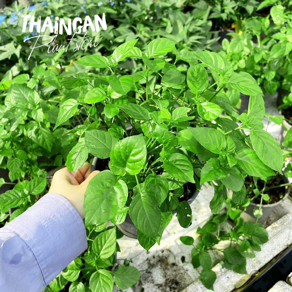 Cây Giống Bồ Ngót Nhật - Vườn Ươm Thái Ngân