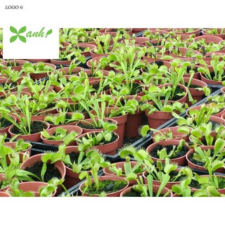 Hạt giống cây bắt côn trùng (cây bẫy kẹp) (15 hạt)