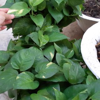 combo 10 bui trầu bà rễ trần.2 bụi trắng.