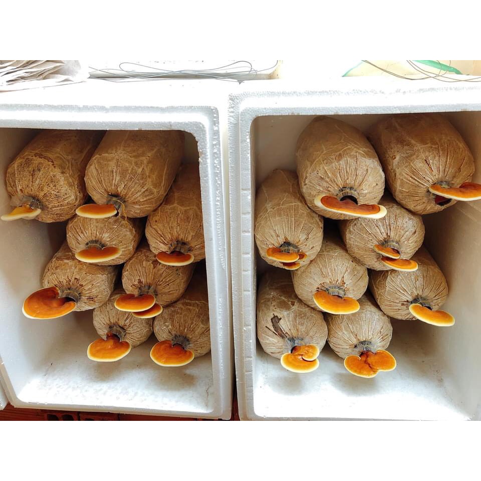 Phôi nấm Linh chi -