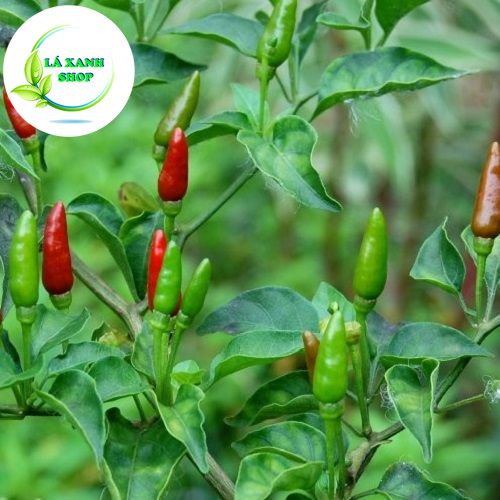 Hạt giống Ớt Xiêm Xanh Siêu Cay, Trồng Quanh Năm, Chịu Nhiệt Tốt, Trái Sai (gói 0,1 gram) - Hạt Giống Rạng Đông