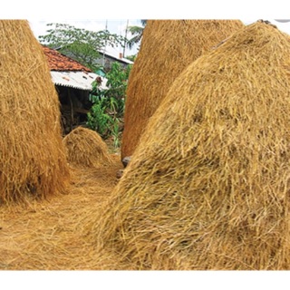 Rơm rạ khô 500g