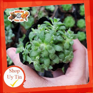 Sen đá sedum lông