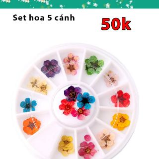 Hoa khô- hoa lụa- hoa 5 cánh làm Nail