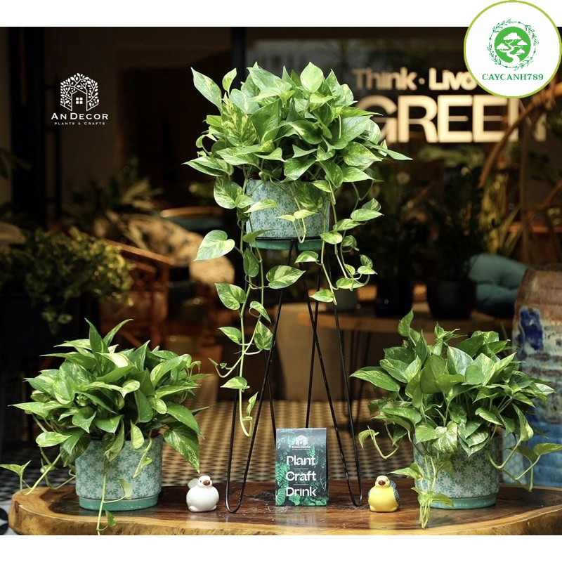 Cây vạn liên thanh đốm vàng  (ảnh thật)