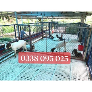 Sàn nuôi dê, ngan, gà, vịt