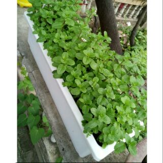 7Khay trồng rau siêu tiện lợi  (48cm x20cm x16cm)