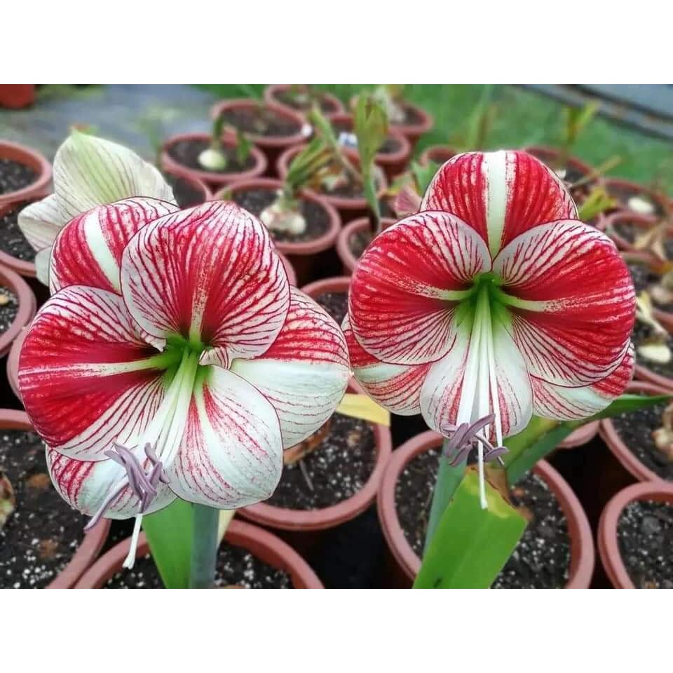 Amaryllis Scarlet Sky(Bầu trời máu đỏ) lAN HUỆ, loa kèn tây