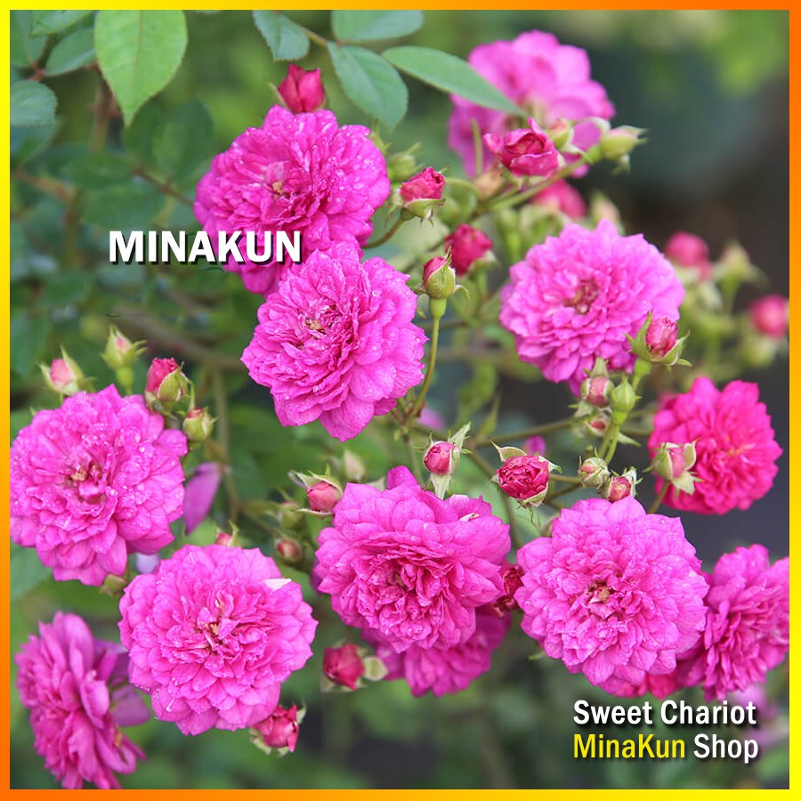 Hoa hồng ngoại Sweet Chariot Rose hương thơm nước hoa đẳng cấp - MinaKun Shop