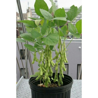 Hạt giống đậu nành 10gr