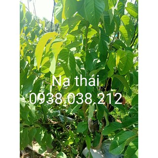 CÂY GIỐNG NA THÁI