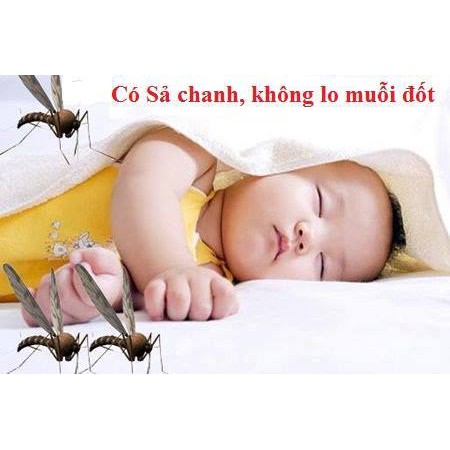 TINH DẦU SẢ CHANH 100ML XÔNG PHÒNG, GIẢI CẢM,KHỬ MÙI,  DIỆT KHUẨN, THƠM PHÒNG