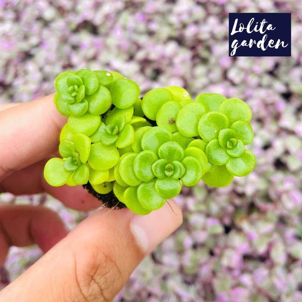 Sen đá sedum vảy cá Đà Lạt size mini cây cảnh trang trí nhà cửa Lolita garden