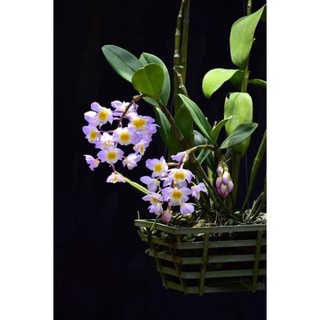 Hoa Lan Đột Biiesn Kiều Tím Sỉ 5k( set 5  thân )