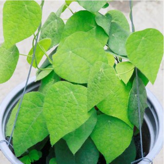 Cây sương sâm lông thanh nhiệt giải khát giảm cân (2-3 cây)