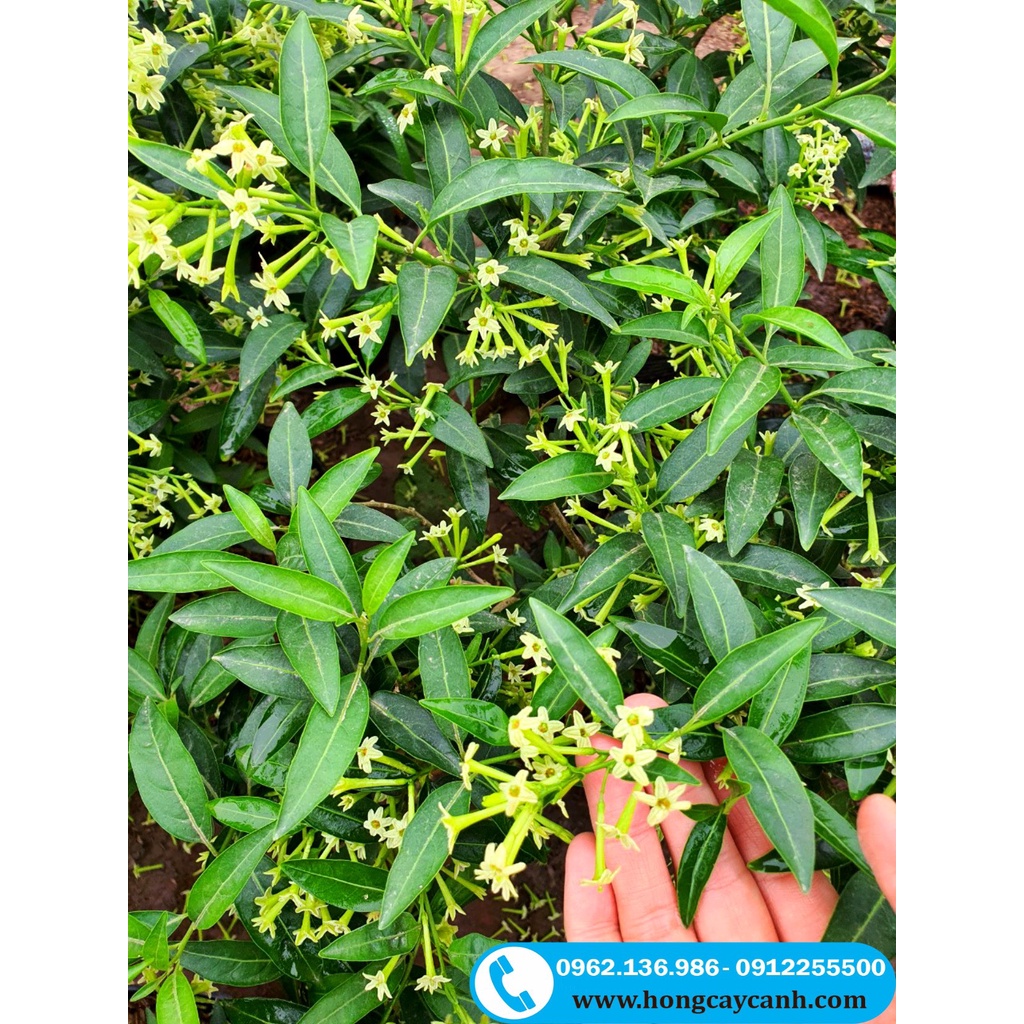 Cây Hoa Dạ Lý Hương II Hoa Thơm Nồng Nàn